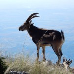 The majestically silent horny ibex.